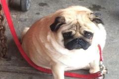anh-cho-pug-mat-xe-buon-dep-1