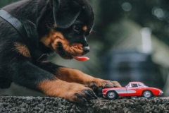 1_anh-cho-rottweiler-con-1