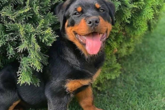 1_anh-cho-rottweiler-con-cute-1