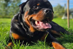 1_anh-cho-rottweiler-con-xinh-1