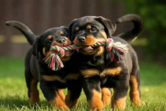 anh-cho-rottweiler-con-1