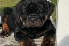 anh-cho-rottweiler-con-cute-1