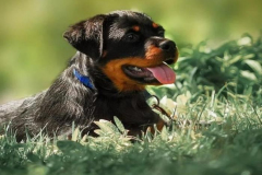 anh-cho-rottweiler-con-xinh-1