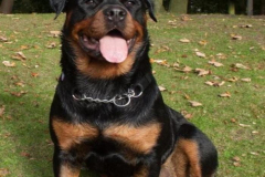 1_anh-cho-rottweiler-cute-1