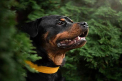 1_anh-cho-rottweiler-cute-dep-1