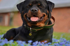 1_anh-cho-rottweiler-cute-nhat-1