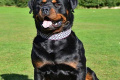 anh-cho-rottweiler-cute-1