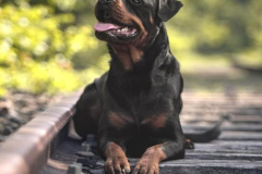 anh-cho-rottweiler-cute-dep-1
