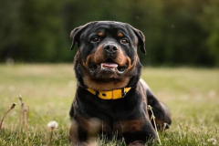 anh-cho-rottweiler-cute-nhat-1