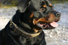 1_anh-cho-rottweiler-ngau-dep-1