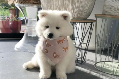 1_anh-cho-samoyed-con-1