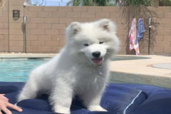 1_anh-cho-samoyed-con-dep-1