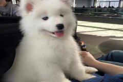 anh-cho-samoyed-con-1
