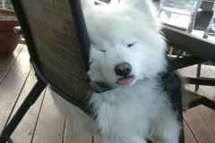 anh-cho-samoyed-con-cute-1