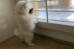 anh-cho-samoyed-con-dep-1