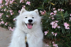 1_anh-cho-samoyed-cute-1