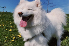 1_anh-cho-samoyed-cute-nhat-1