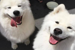 1_anh-cho-samoyed-cute-xinh-1
