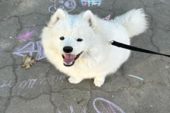 anh-cho-samoyed-cute-1