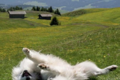 anh-cho-samoyed-cute-nhat-1