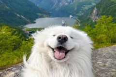 anh-cho-samoyed-cute-xinh-1