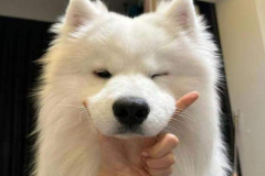 1_anh-cho-samoyed-dep-1