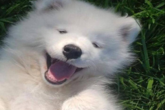 anh-cho-samoyed-dep-1