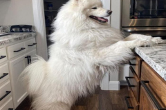 anh-cho-samoyed-dep-cute-1