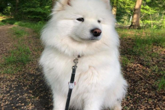 anh-cho-samoyed-dep-nhat-1