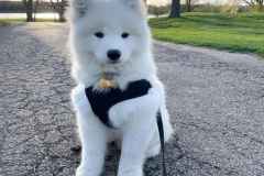 anh-cho-samoyed-dep-xinh-1