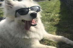 1_anh-cho-samoyed-ngau-1