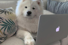 1_anh-cho-samoyed-ngau-dep-1