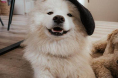 1_anh-cho-samoyed-ngau-xinh-1