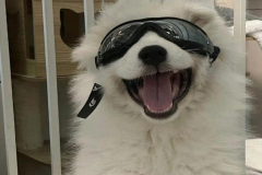 anh-cho-samoyed-ngau-1