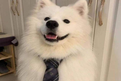 anh-cho-samoyed-ngau-dep-1