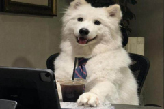 anh-cho-samoyed-ngau-xinh-1