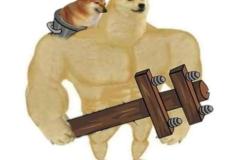 1_anh-cho-shiba-co-bap-1
