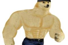 anh-cho-shiba-co-bap-hai-1