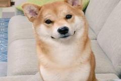 1_anh-cho-shiba-cuoi-mim-xinh-1