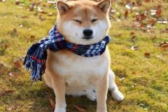 anh-cho-shiba-cuoi-mim-cute-1