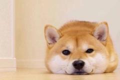 anh-cho-shiba-cuoi-mim-dep-1