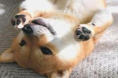 anh-cho-shiba-cuoi-mim-dep-xinh-1
