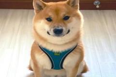anh-cho-shiba-cuoi-mim-xinh-1