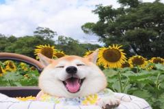 1_anh-cho-shiba-cuoi-vui-ve-1