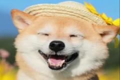 anh-cho-shiba-cuoi-vui-ve-1