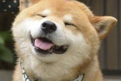 anh-cho-shiba-cuoi-vui-ve-dep-1