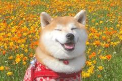 1_anh-cho-shiba-cuoi-1