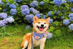 1_anh-cho-shiba-cuoi-dep-1