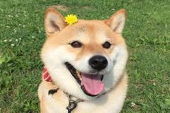 1_anh-cho-shiba-cuoi-xinh-1