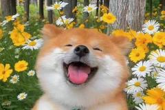 anh-cho-shiba-cuoi-1